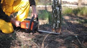 Best Tree Mulching  in Springfield, SD